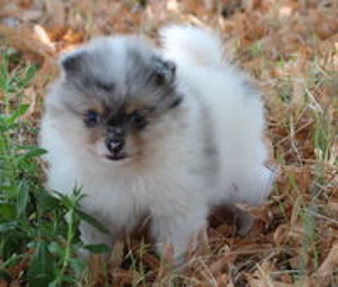   Chiot type Spitz Pomeranian Mâle Bleu merle tan et blanc 