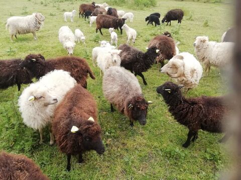 Moutons d'Ouessant 79200 Parthenay