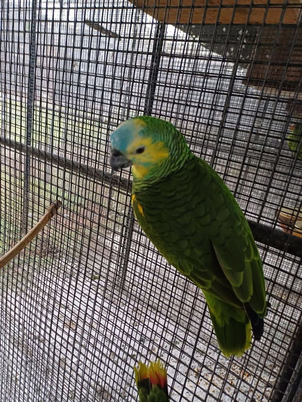   amazone a front bleu 