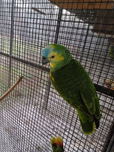 amazone a front bleu 700 83000 Toulon