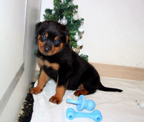 Adorables b&eacute;b&eacute;s chiots Rottweiler 485 26000 Valence