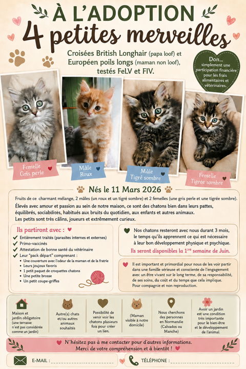 4 petits chatons cherchent une famille. 0 50590 Regn�ville-sur-mer