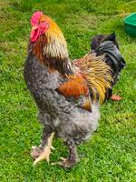   Beau coq Brahma  