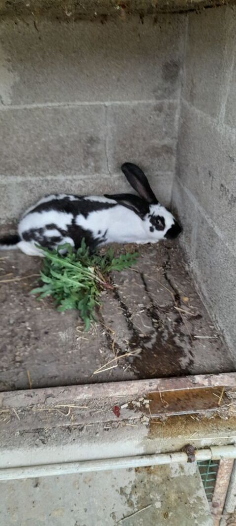 C&egrave;de LAPIN GEANT PAPILLON FRANCAIS N&Eacute; EN AVRIL 20 87570 Rilhac-rancon