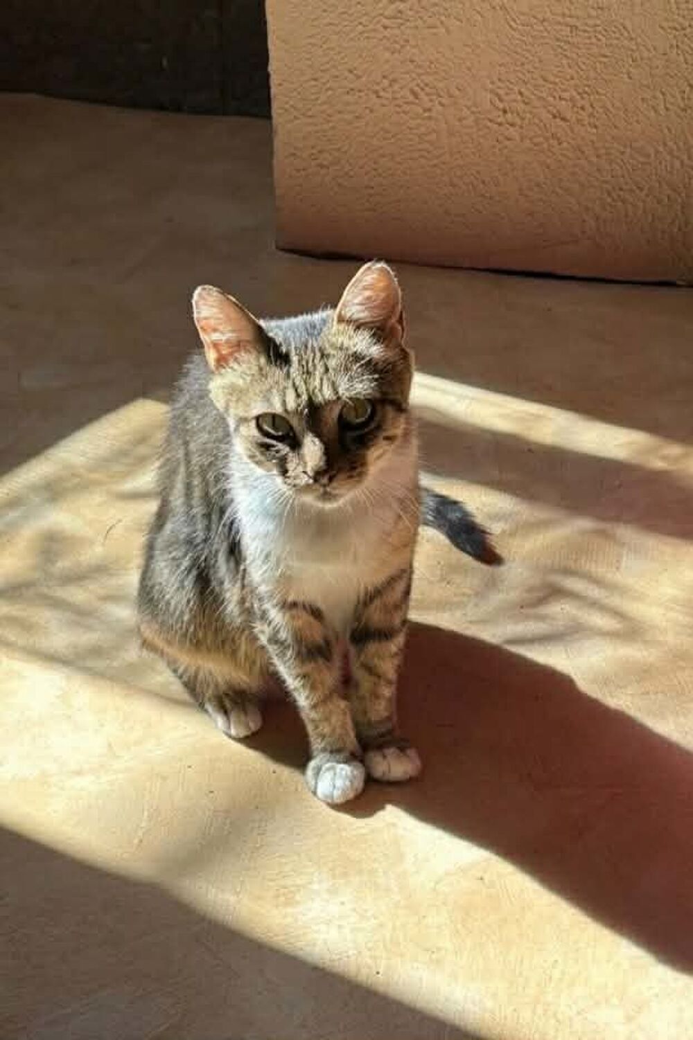  Carole gentille chatte 8 ans cherche adoptants 