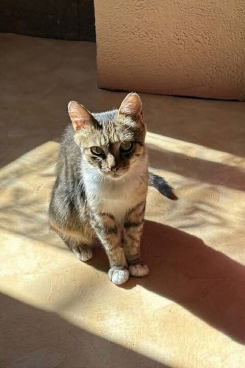 Carole gentille chatte 8 ans cherche adoptants 140 11000 Carcassonne