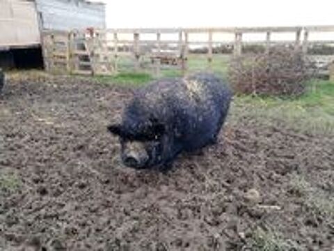   JULIEN, beau cochon vietnamien  adopter via l'association UMA 