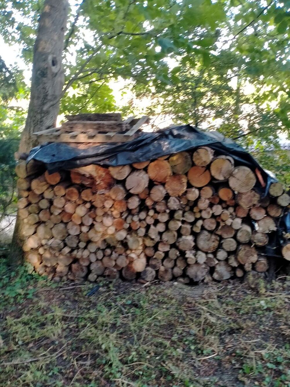 sapins douglas coup&eacute;s en 1 m Bricolage