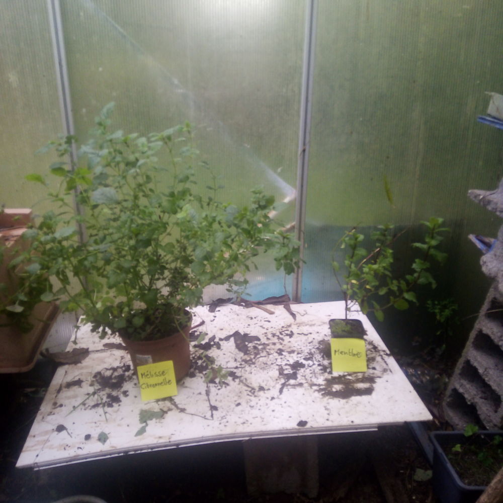 Plantes aromatiques. Jardin