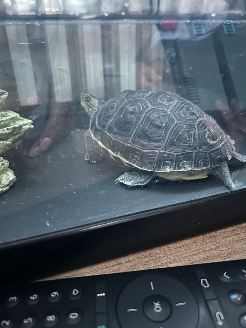   Tortue d'eau 