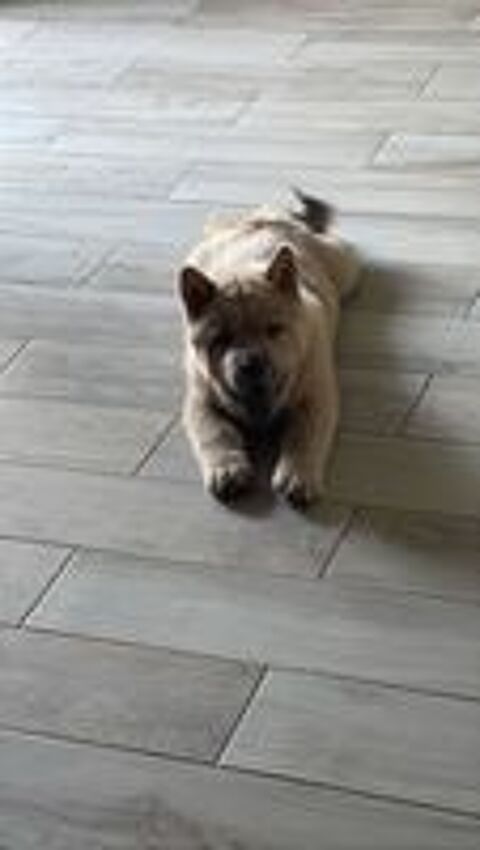    À SAISIR BB CHOW CHOW MÂLE POIL COURT CINAMON LOF 
