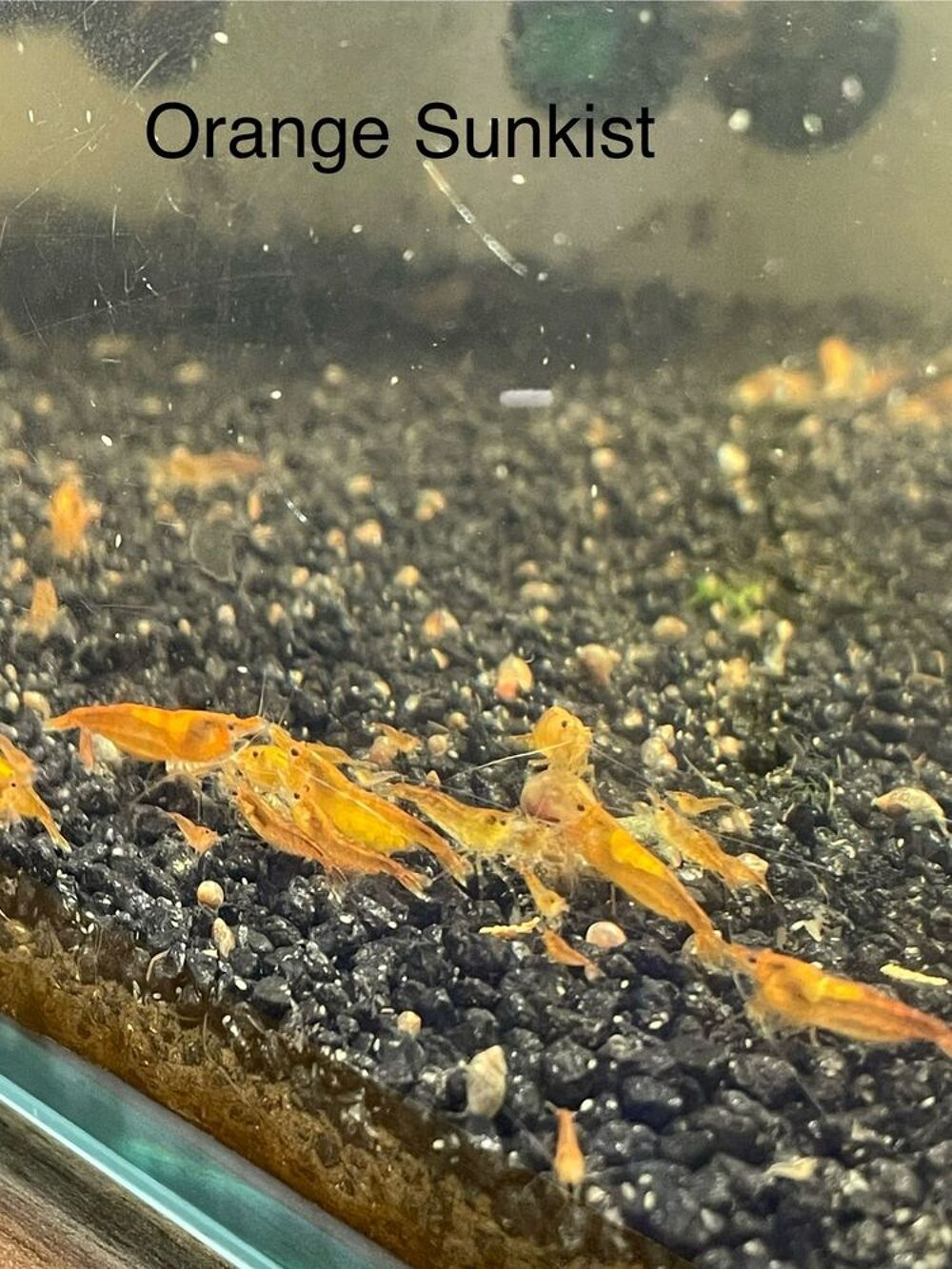 neocaridina par lot de 10 Décoration