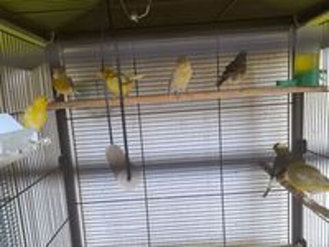   Oiseaux canaris  