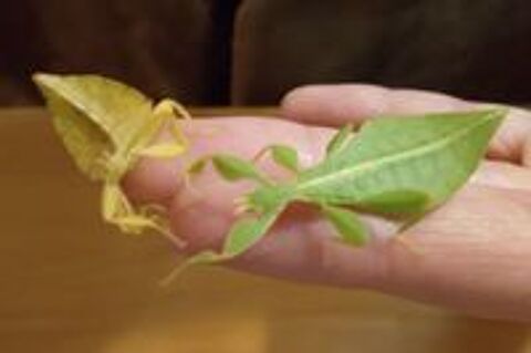   Phasmes Phyllium Philippinicum 