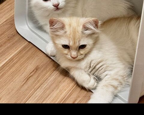 Adorables chatons persan disponible  550 78711 Mantes-la-ville