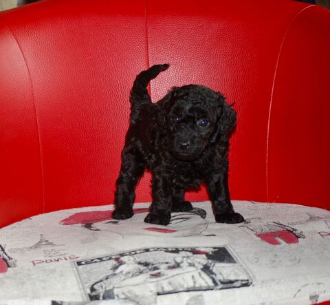 Caniche toy et nain 1250 86000 Poitiers