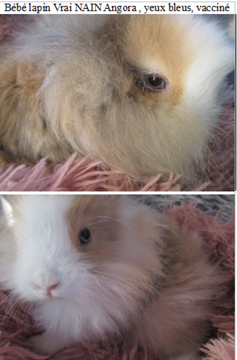 bébé lapin Toy, ANGORA, vacciné 25 18340 Levet