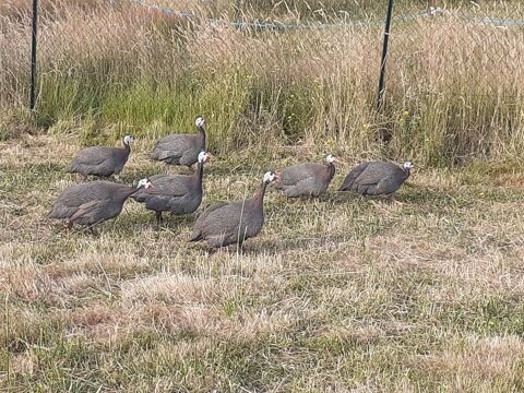 pintades 12 31580 Balesta