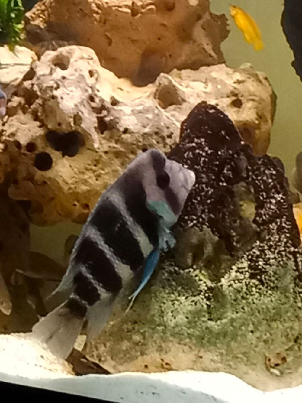  3 Frontosa 