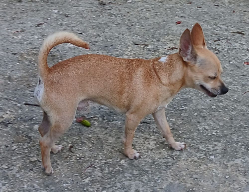   URGENCE A L'ADOPTION ULYSSE 