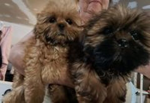   Shih tzu 