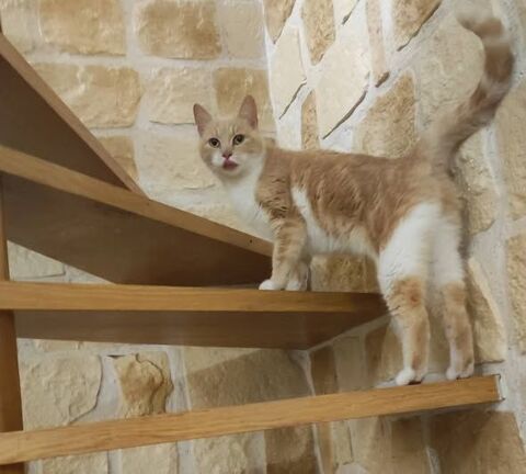 Chat MOKA &agrave; l adoption 200 26120 Montmeyran