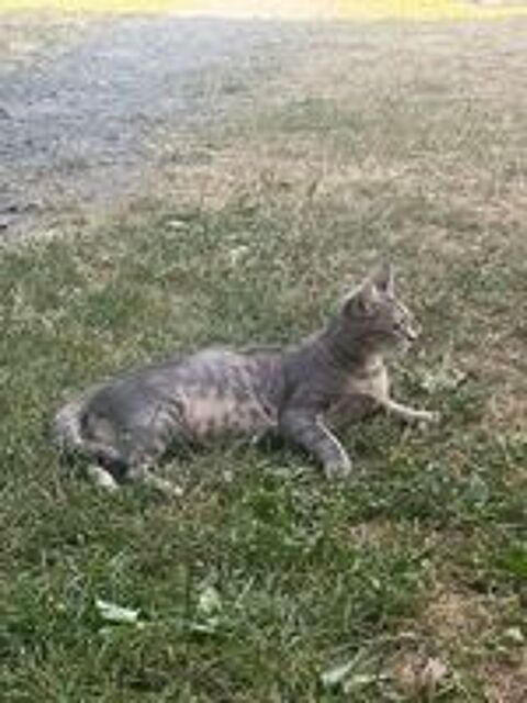   Chat enceinte 2de 2 mois 
