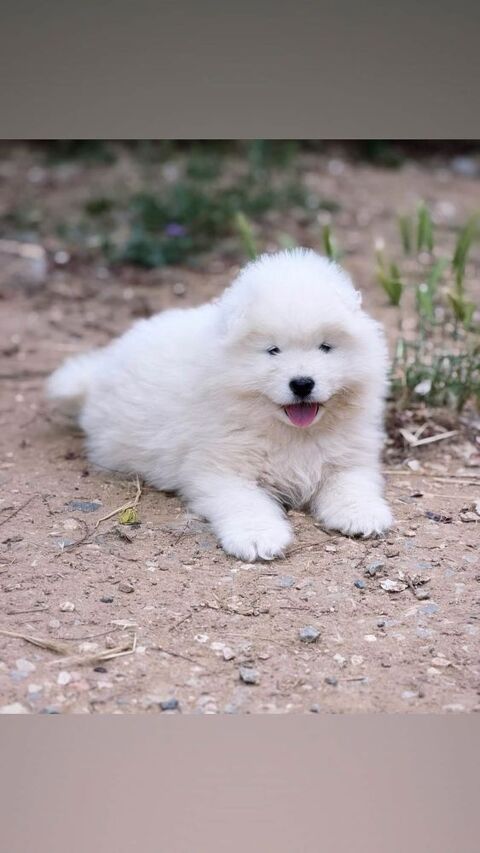 🐻‍❄️🤍 Chiots Samoy&egrave;de LOF type ours (parents test&eacute;s sant&eacute; 🧬🩺) – lign&eacute;e sib&eacute;rienne prestigieuse 1990 66450 Pollestres