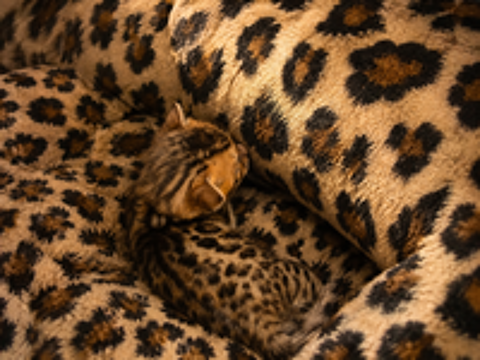   Chatons Bengal  