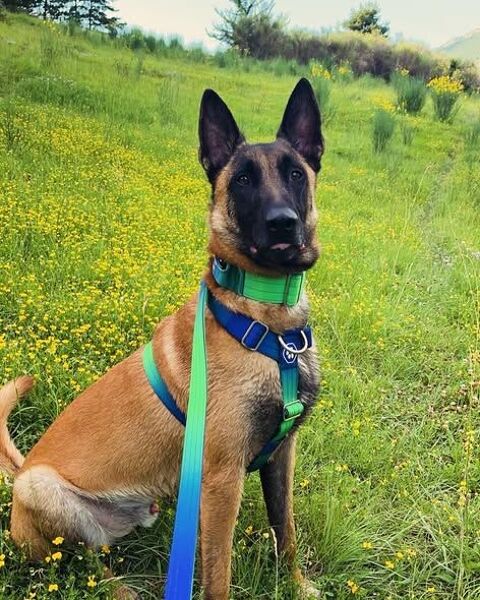Chien SAIKO &agrave; l adoption 250 26150 Laval-d'aix