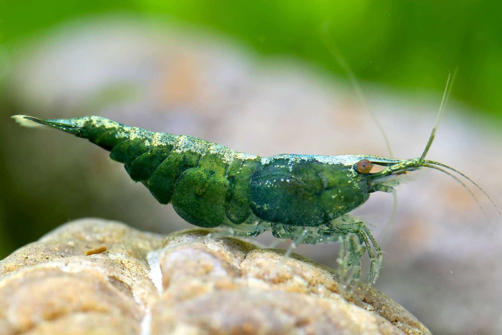   Crevettes d'aquarium Green Jade 