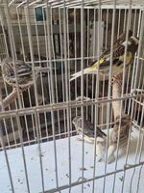   Femelles canari 2025 