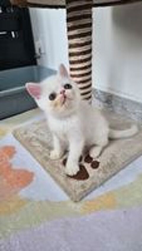   Chaton exotic shorhair  male 