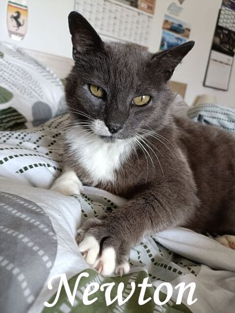 Newton 90 61000 Alenon