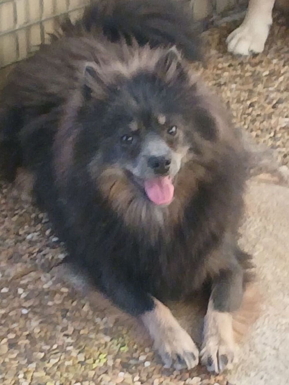   Femelle pomsky F3  
