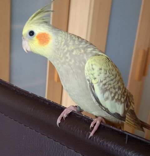 EAM PERRUCHE CALOPSITTE 150 33140 Villenave-d'ornon