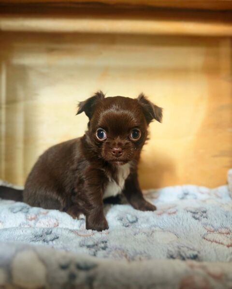 A r&eacute;server b&eacute;b&eacute;s chihuahua poils longs chocolat 
0 29520 Châteauneuf-du-faou