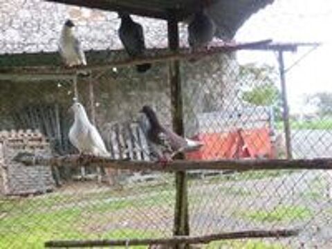   pigeons 