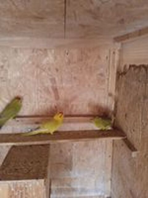   couple de kakariki 