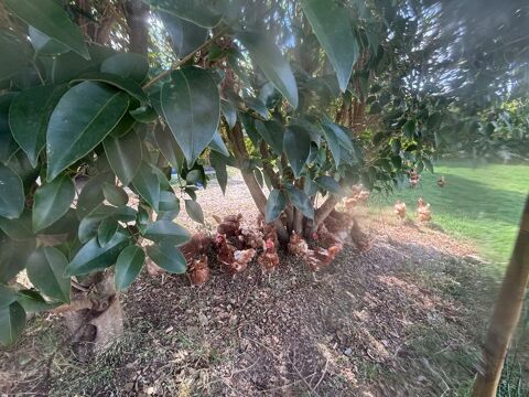 Poule pondeuse plein air 18 mois 7 34560 Poussan