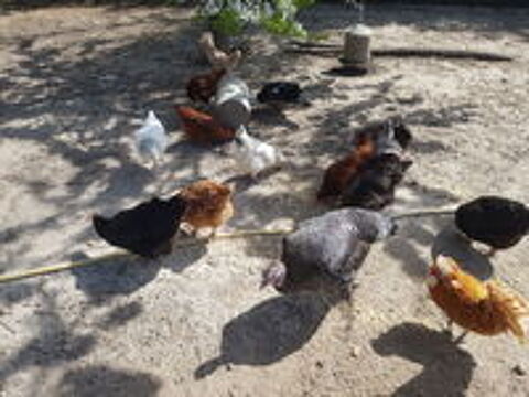   Poules pondeuses 