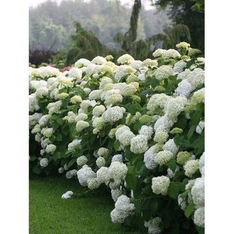 hortensia  blanc 0 Paray-le-Monial (71)
