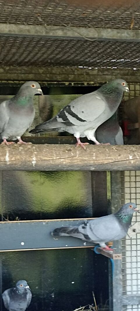 pigeons bleu barré 50700 Lieusaint