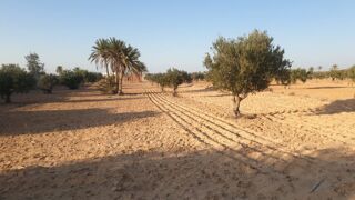  Terrain à vendre 4200 m² Djerba