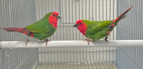 Plusieurs Magnifiques Couple Form&eacute; De Pape De Noum&eacute;a 2025 140 94450 Limeil-br�vannes