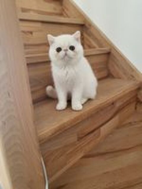   Chatons exotic shorthair  