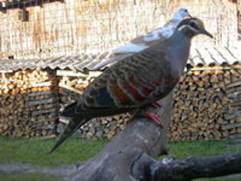   colombe 