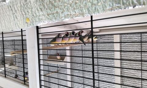 Diamant de gould 40 44630 Plessé