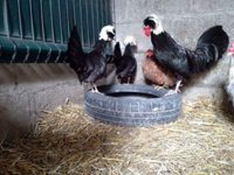   WAAL, magnifique coq Hollandais à adopter via l'association UMA  