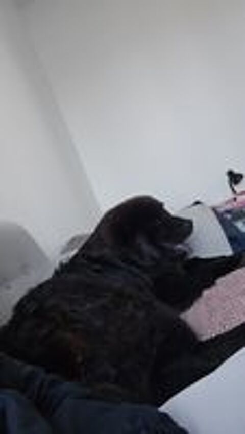   Balou, un Eurasier plein d'amour et d'énergie  